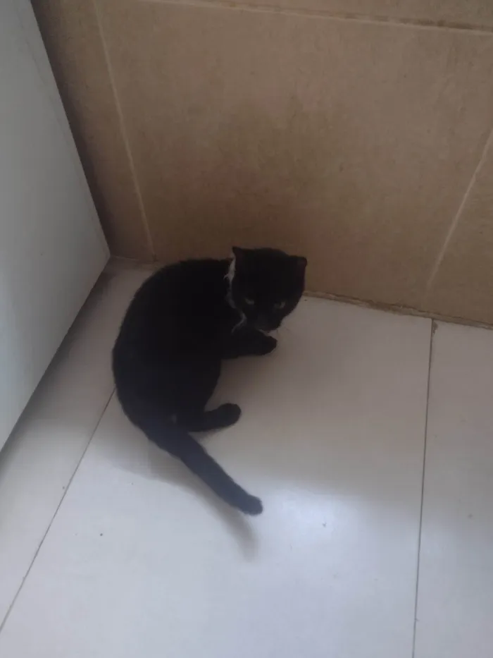 Gato ra a SRD-ViraLata idade 1 ano nome Pretinho