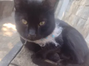 Gato raça SRD-ViraLata idade 1 ano nome Pretinho