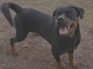 Cachorro raça Rottweiler idade 3 anos nome Black 