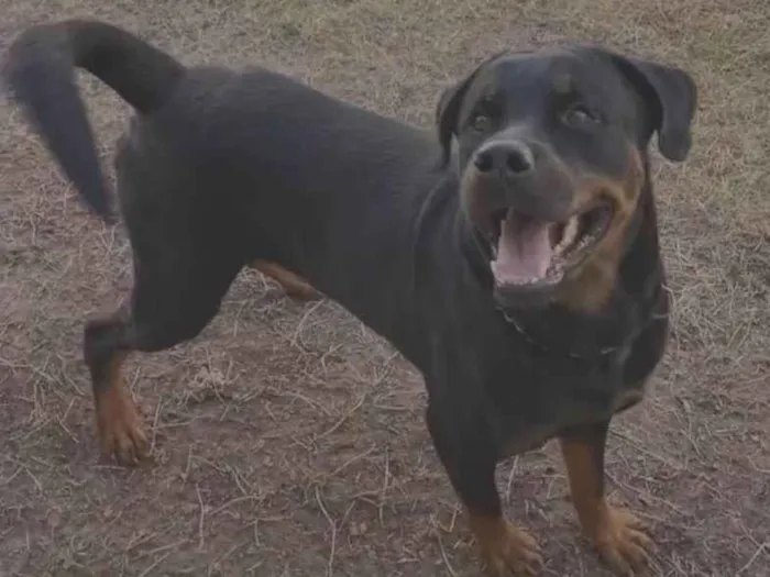 Cachorro ra a Rottweiler idade 3 anos nome Black 