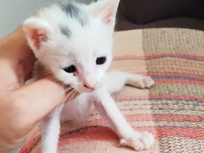 Gato ra a SRD-ViraLata idade Abaixo de 2 meses nome Dona