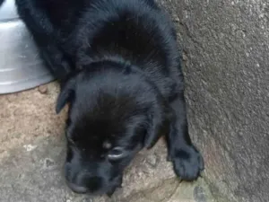 Cachorro raça SRD-ViraLata idade Abaixo de 2 meses nome Pretinho