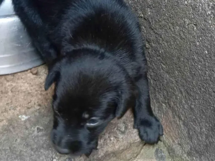 Cachorro ra a SRD-ViraLata idade Abaixo de 2 meses nome Pretinho