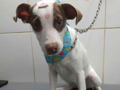 Cachorro raça SRD-ViraLata idade 2 a 6 meses nome Fiby