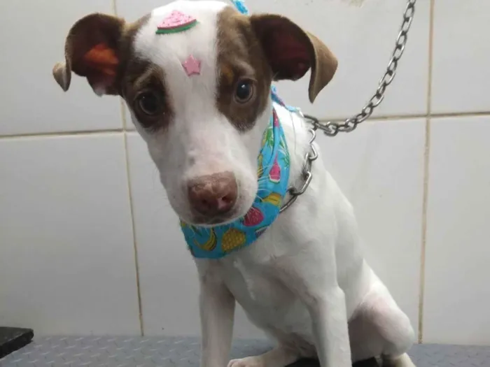 Cachorro ra a SRD-ViraLata idade 2 a 6 meses nome Fiby