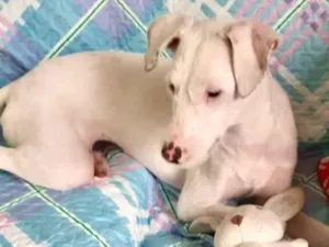 Cachorro raça SRD-ViraLata idade 7 a 11 meses nome Gigi bb7meses Linda e um amor 