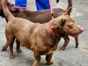 Cachorro raça SRD-ViraLata idade 2 anos nome Regina