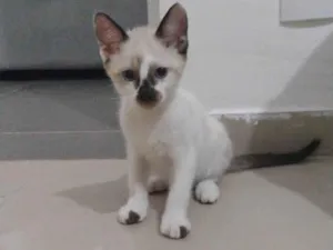 Gato raça SRD-ViraLata idade 2 a 6 meses nome Sem nome 01