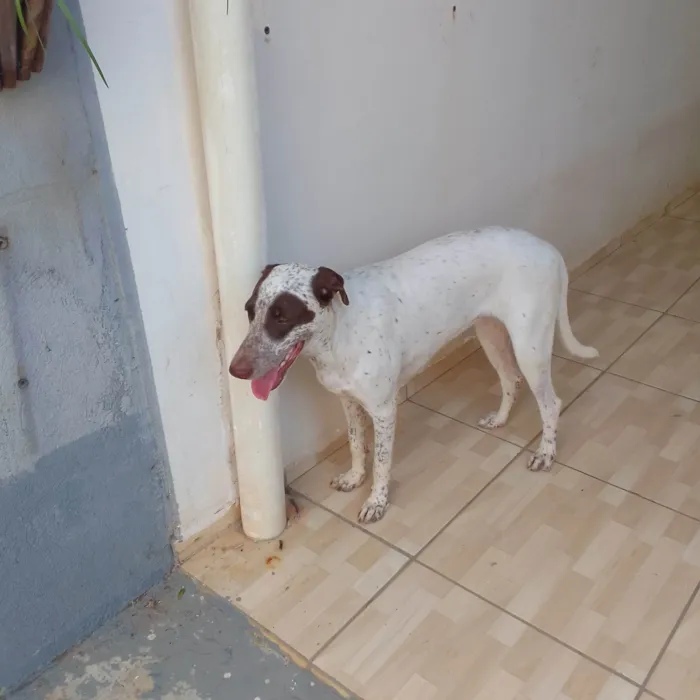 Cachorro ra a SRD-ViraLata idade 7 a 11 meses nome Panda