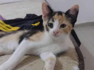 Gato raça SRD-ViraLata idade 2 a 6 meses nome Sem nome 02 