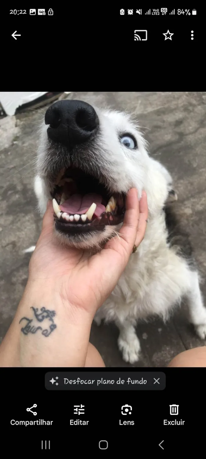 Cachorro ra a SRD-ViraLata idade 6 ou mais anos nome Toto