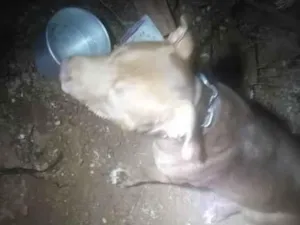 Cachorro raça Pit-Bull idade 2 anos nome Freed