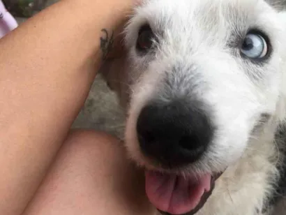 Cachorro raça SRD-ViraLata idade 6 ou mais anos nome Toto