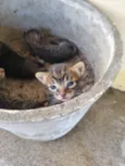 4 gatos filhotes e mãe dos gatos