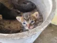 4 gatos filhotes e mãe dos gatos