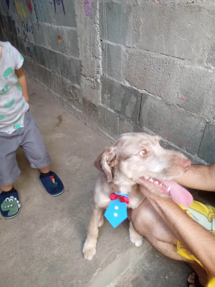 Cachorro ra a SRD-ViraLata idade 7 a 11 meses nome Thor