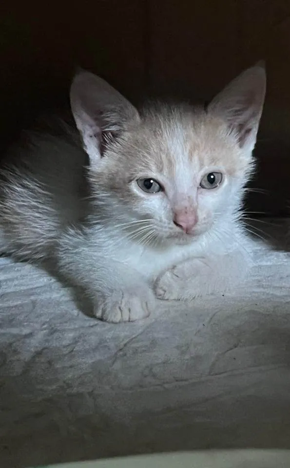Gato ra a SRD-ViraLata idade Abaixo de 2 meses nome Pingo