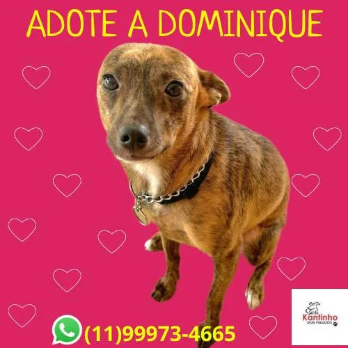 Cachorro ra a SRD-ViraLata idade 1 ano nome Dominique 