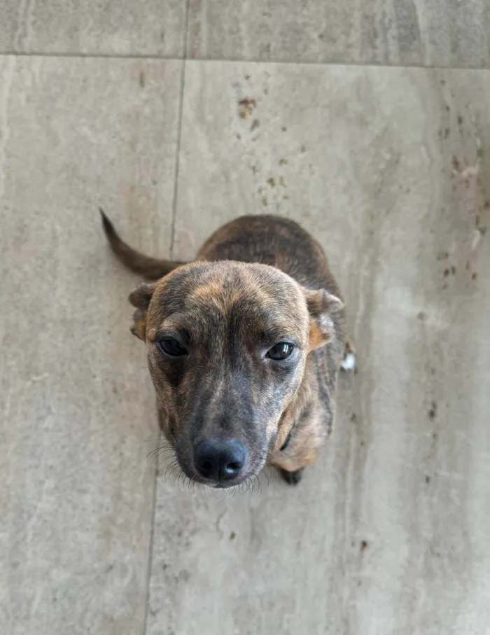 Cachorro ra a SRD-ViraLata idade 1 ano nome Dominique 