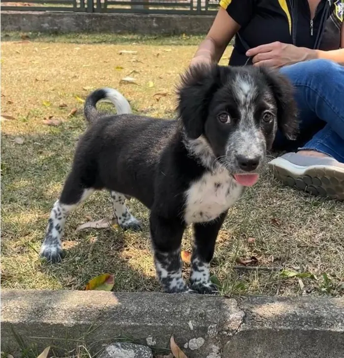 Cachorro ra a SRD-ViraLata idade 2 a 6 meses nome Habib