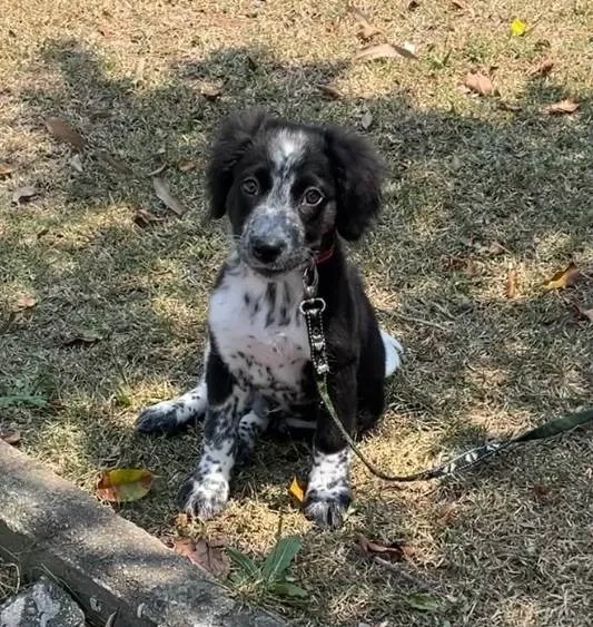 Cachorro ra a SRD-ViraLata idade 2 a 6 meses nome Habib