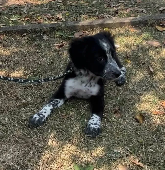 Cachorro ra a SRD-ViraLata idade 2 a 6 meses nome Habib