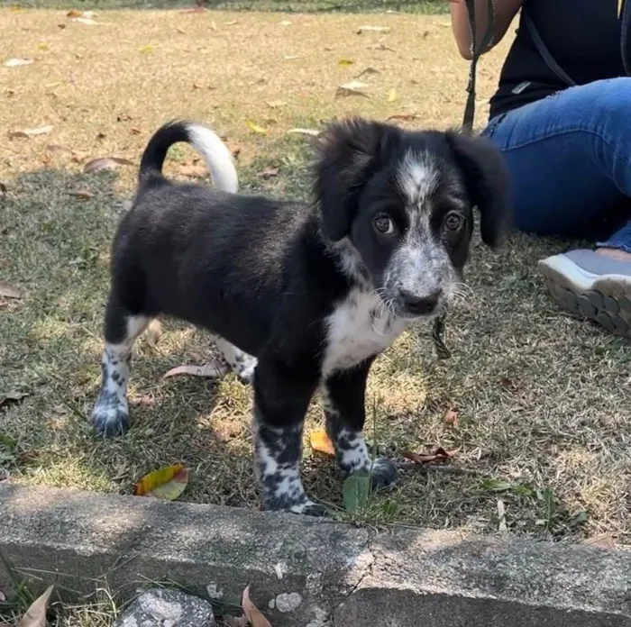 Cachorro ra a SRD-ViraLata idade 2 a 6 meses nome Habib