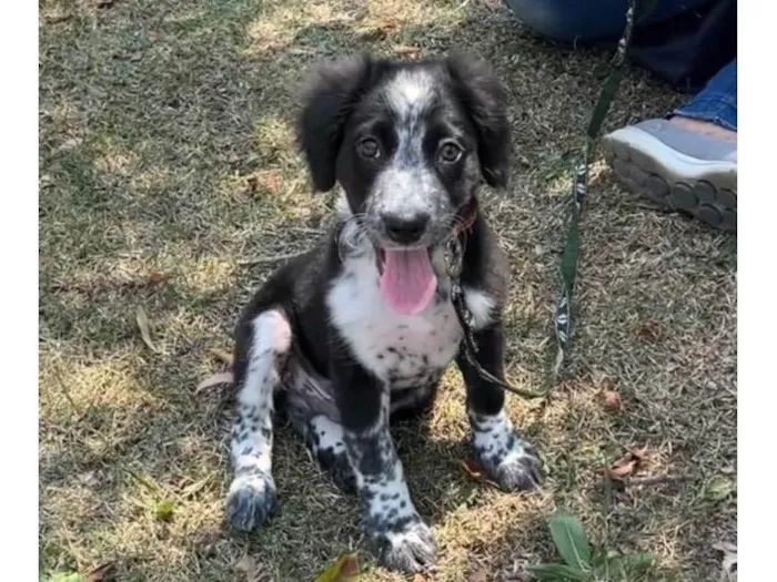 Cachorro ra a SRD-ViraLata idade 2 a 6 meses nome Habib