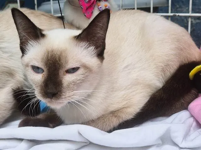 Gato ra a Siamês idade 2 a 6 meses nome GIL SIAMÊS