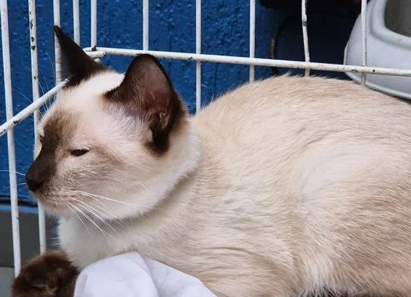 Gato ra a Siamês idade 2 a 6 meses nome GIL SIAMÊS