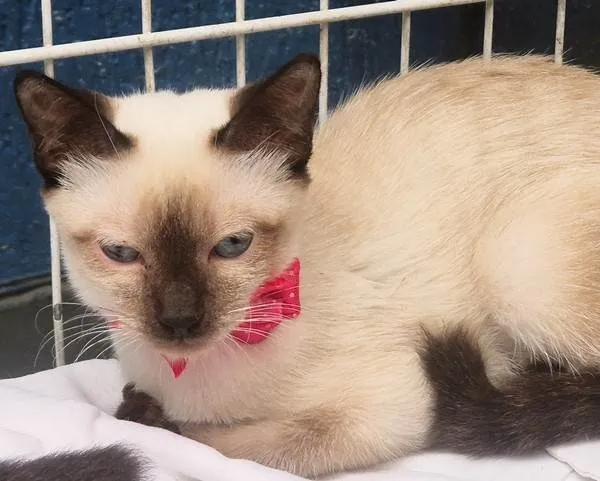 Gato ra a Siamês idade 2 a 6 meses nome LINA SIAMESA