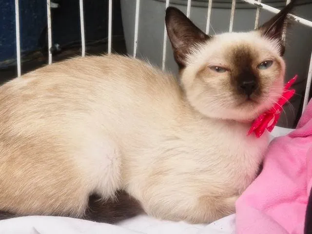 Gato ra a Siamês idade 2 a 6 meses nome LINA SIAMESA