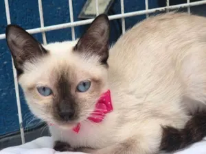 Gato raça Siamês idade 2 a 6 meses nome LINA SIAMESA