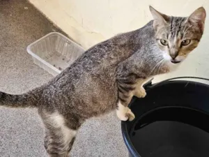 Gato raça SRD-ViraLata idade Abaixo de 2 meses nome 4 gatos filhotes e mãe dos gatos