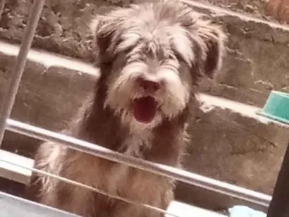 Cachorro raça SRD-ViraLata idade 7 a 11 meses nome Thor