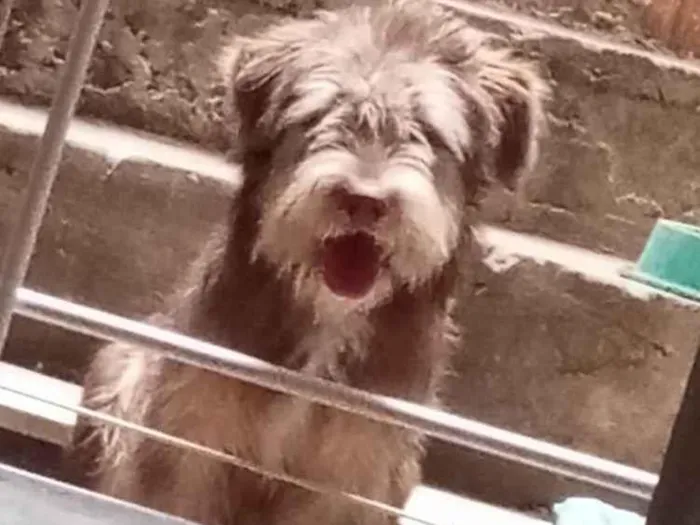 Cachorro ra a SRD-ViraLata idade 7 a 11 meses nome Thor