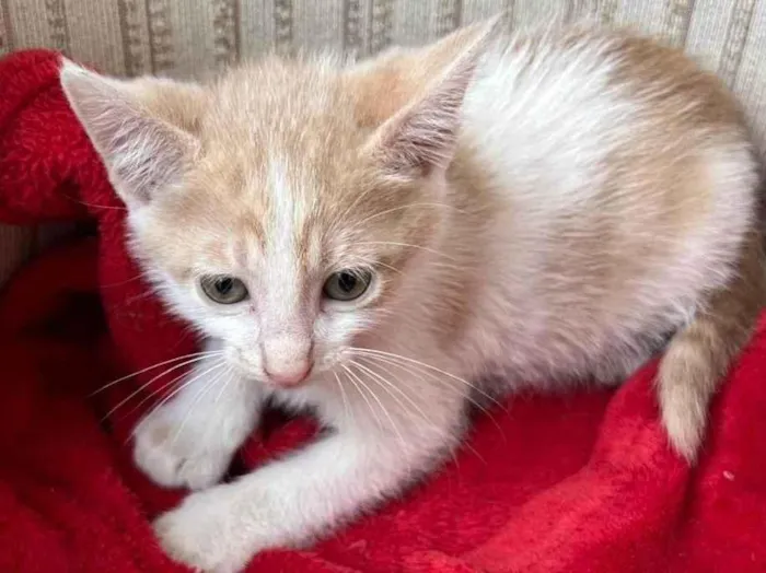 Gato ra a SRD-ViraLata idade Abaixo de 2 meses nome Pingo
