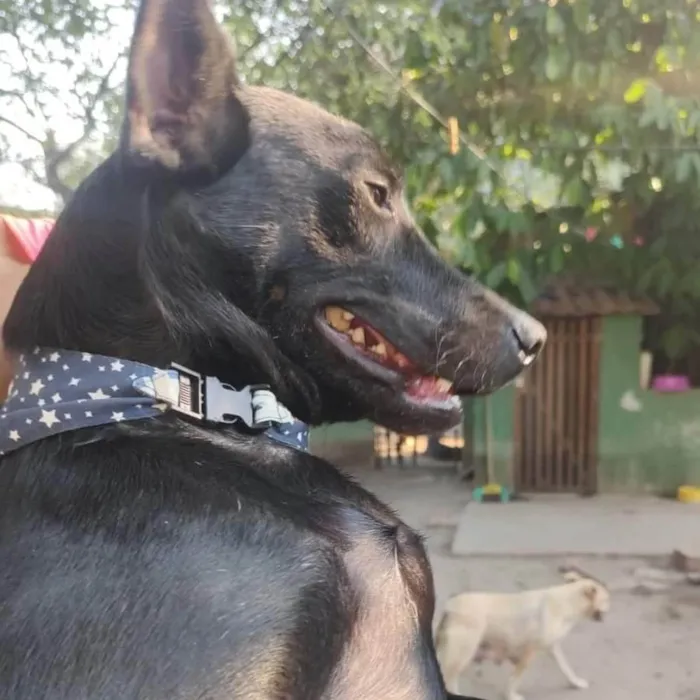 Cachorro ra a SRD-ViraLata idade 1 ano nome Messi 