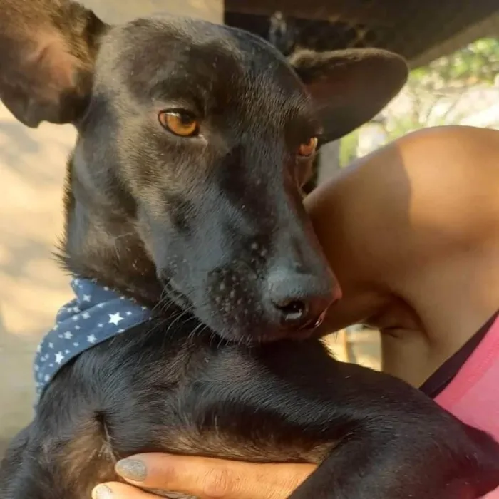 Cachorro ra a SRD-ViraLata idade 1 ano nome Messi 