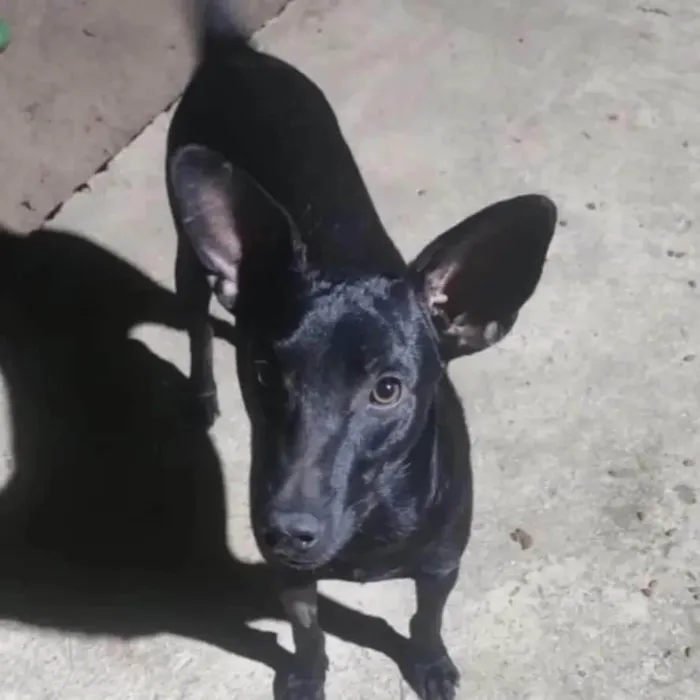 Cachorro ra a SRD-ViraLata idade 1 ano nome Messi 