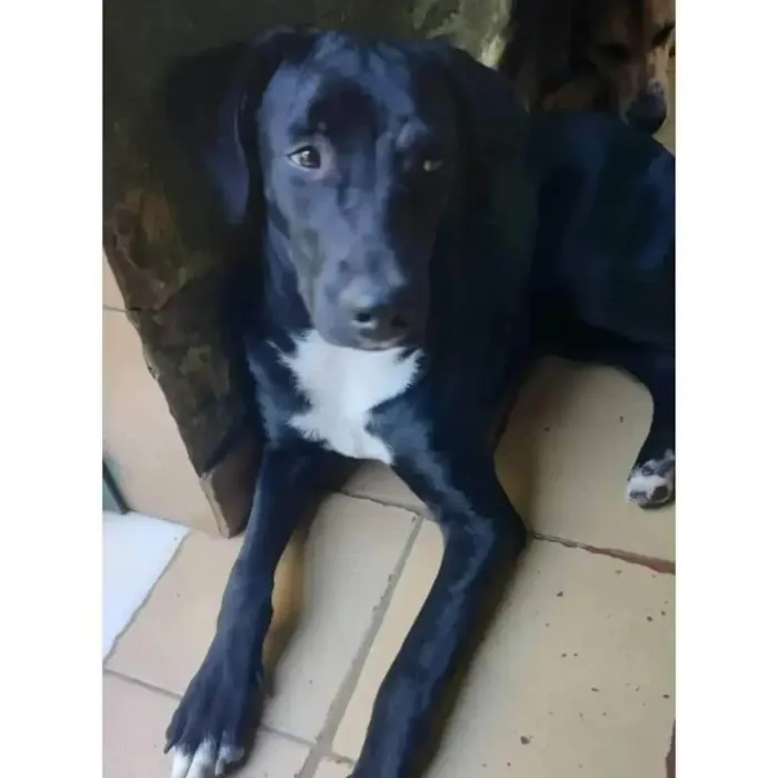 Cachorro ra a SRD-ViraLata idade 1 ano nome Pelé