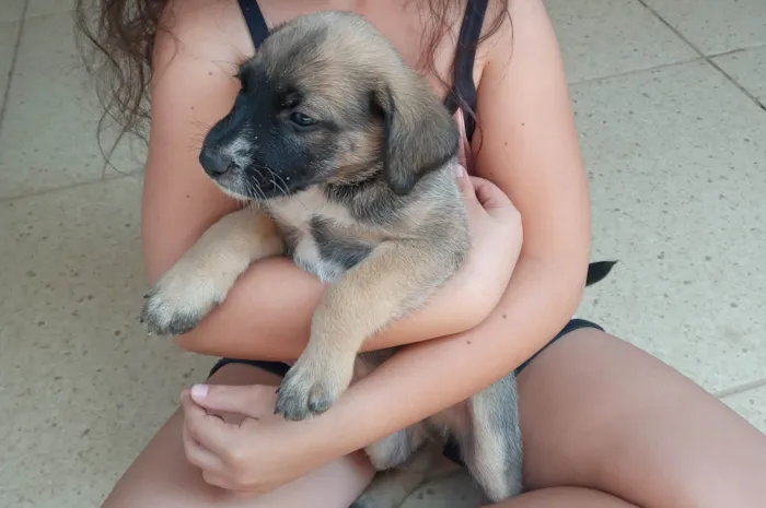 Cachorro ra a SRD-ViraLata idade Abaixo de 2 meses nome Filhotes