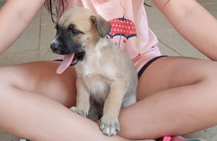 Cachorro ra a SRD-ViraLata idade Abaixo de 2 meses nome Filhotes