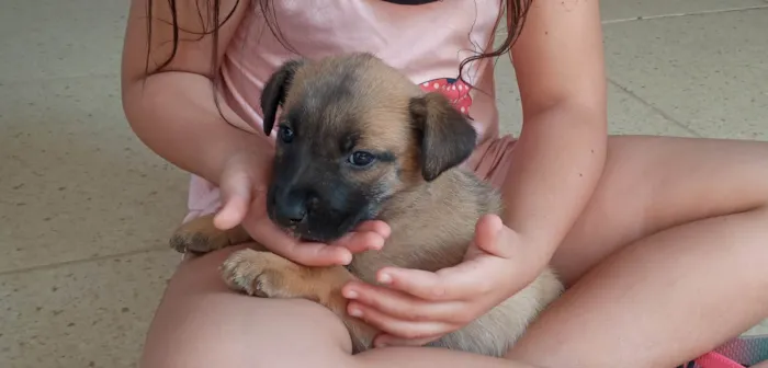 Cachorro ra a SRD-ViraLata idade Abaixo de 2 meses nome Filhotes