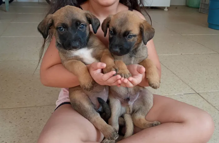 Cachorro ra a SRD-ViraLata idade Abaixo de 2 meses nome Filhotes