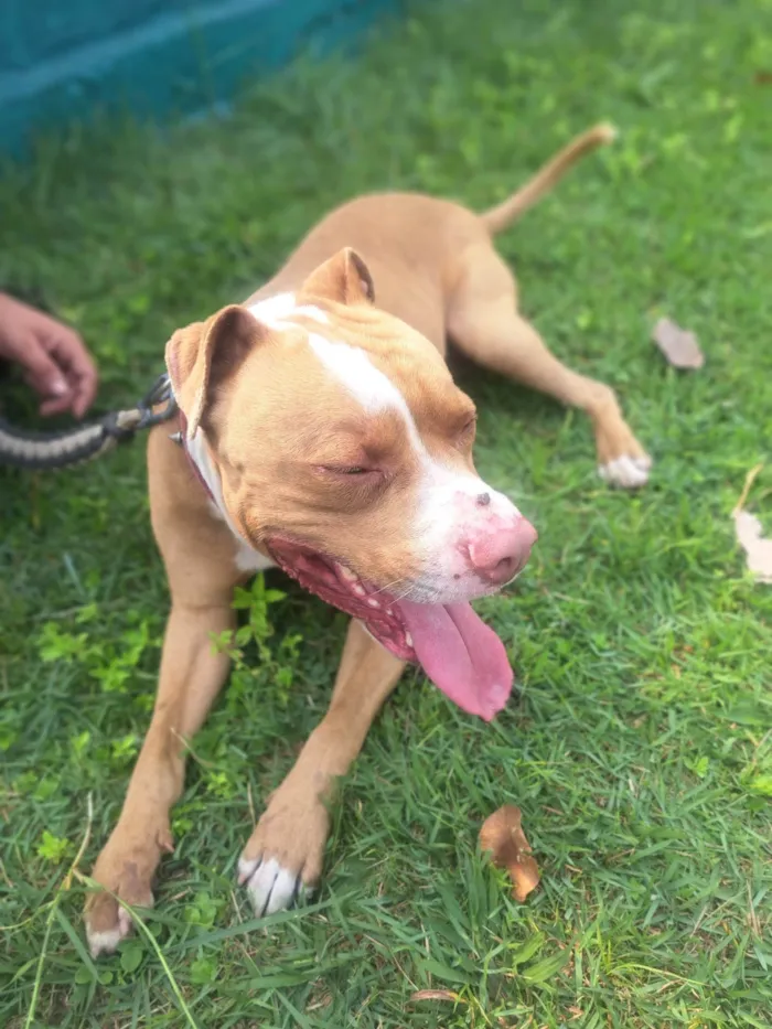 Cachorro ra a Pit-Bull idade 3 anos nome Falcão 