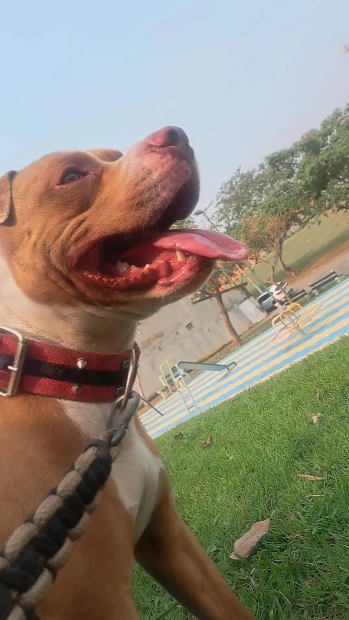 Cachorro ra a Pit-Bull idade 3 anos nome Falcão 