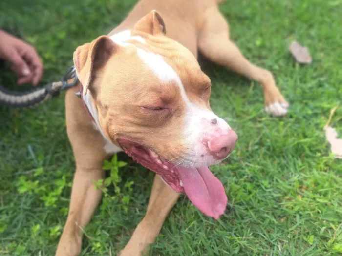 Cachorro ra a Pit-Bull idade 3 anos nome Falcão 