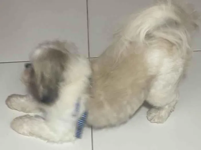 Cachorro ra a Shitzu idade 2 anos nome Ayron