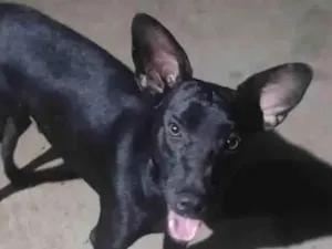 Cachorro raça SRD-ViraLata idade 1 ano nome Messi 